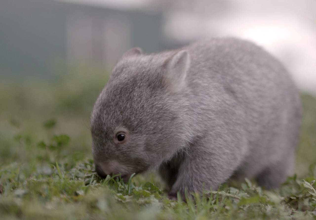 flinders island wombat